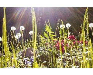 Bild der Woche: Sommerwiese im Mariazellerland