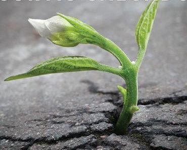 Curtis Salgado - The Beautiful Lowdown