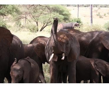 A hurricane: Monday Thoughts #39 When will we learn to appreciate animals?