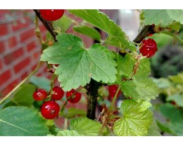 Foto: Die Johannisbeeren sind reif
