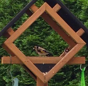 Vogel des Jahres zu Besuch