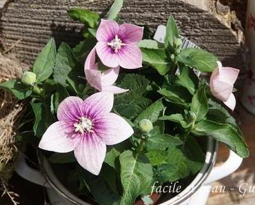 Asiatische Glockenblume