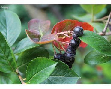 Aronia-Aprikosen-Fruchtaufstrich
