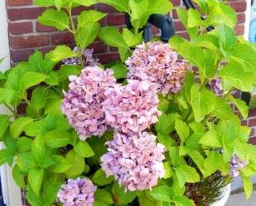 Gärtnern ohne Garten - Holland