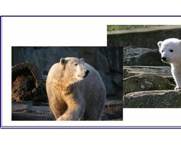 Eisbär Knut ist tot