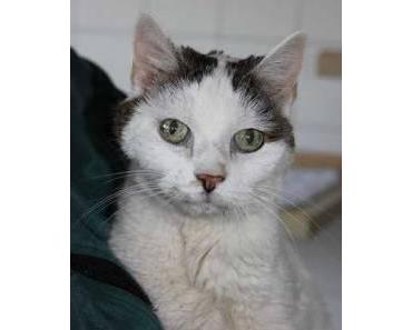 Tierheim Berlin: Gnadenplätze für Katzen gesucht