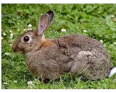 Das freundliche Kaninchen und die Meereswelle