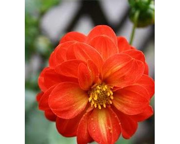 Sei kein Glas Wasser, sei ein See!