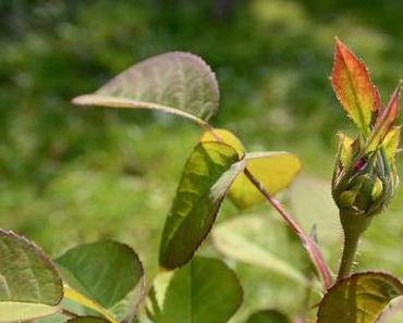 Blick in den Garten – Juli 2016