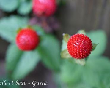 Scheinerdbeere - die Früchte