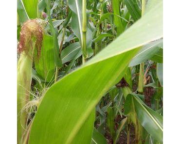 THINK GLOBAL RADIO #18 // free podcast