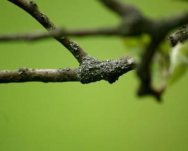 [366/251] – Groß oder klein?