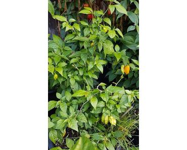 Verarbeitung und Stecklinge