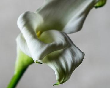 Flowers | Eleganz pur: Die weiße Calla