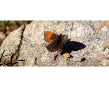 Smartphone auf Reisen: Das Ende der Erinnerung