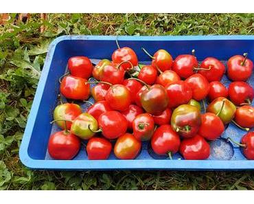 Erste Opfer und Verarbeitung