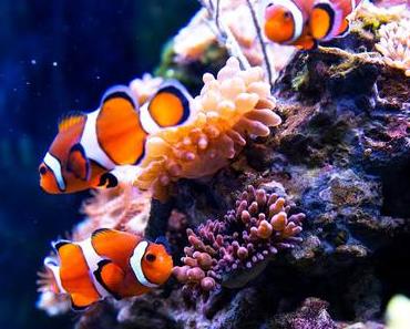 Die Helden der Meere sind da - Auf der Suche nach Dorie & Nemo im SEA LIFE