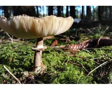 Gebratener Parasolpilz: Glücksmomente aus dem Herbstwald