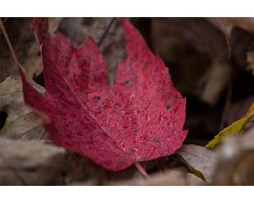 Die schönste Farbe in dieser Jahreszeit: Burgund