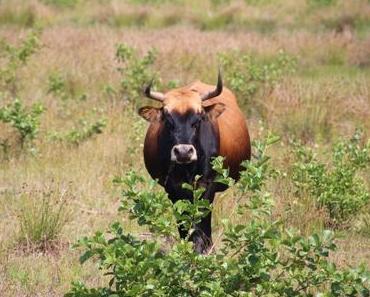 Wildtiere in Nordrhein-Westfalen: Wildpferde und Hochlandrinder