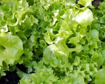 Frischer Salat im November