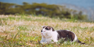 Japanische Katzeninsel lockt Besucher an