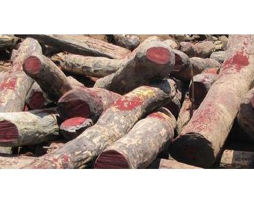 Nigeria – Palisander-Bäume bluten, Holzfäller stoppen (Petition)