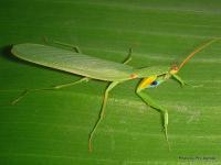 Bedrohte Exoten in Neuseeland