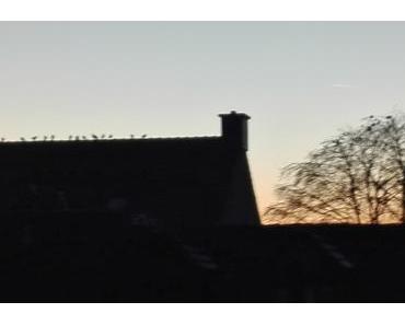 Foto: Dohlen sammeln sich zum Übernachten