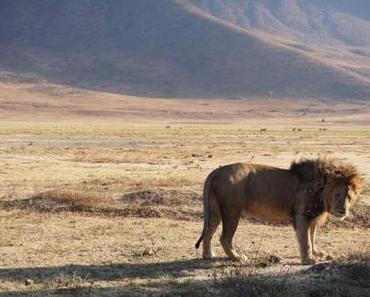 Das endlose Land – Ngorongoro Krater und Serengeti