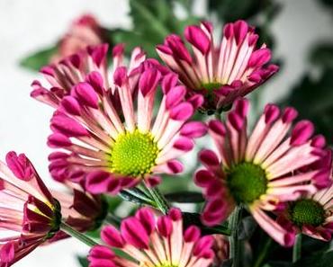 Aufgerollte pinke Chrysanthmen