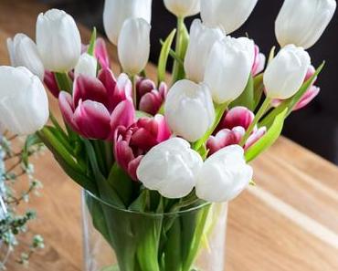 Tulpen in Pink und Weiß ... und ein bisschen Plauderei