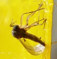 Trauermücken erkennen und bekämpfen