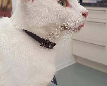 Plötzlich schnurrt nur mehr eine Katze