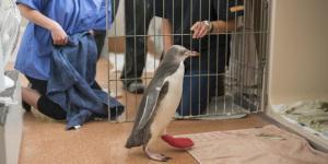 Medizinische Betreuung vor Ort