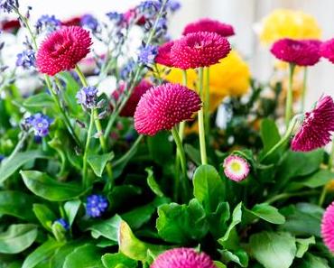 Die Natur explodiert ... und ich gleich mit!