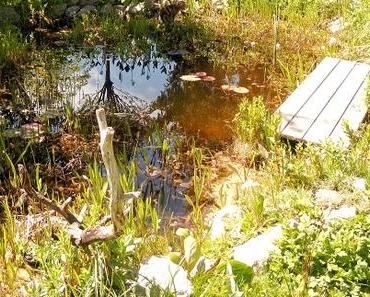 Frühling am Teich