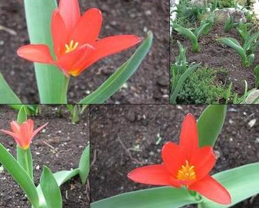 Die erste Tulpe - jetzt aber wirklich!