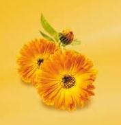 wallpaper-1689754