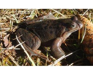 ausgeflügelt: her mit den Kröten