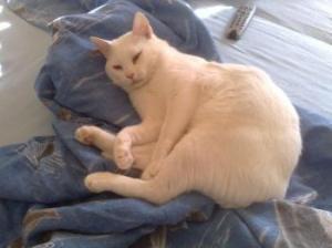 Kater Casper sucht dringend nette Leute