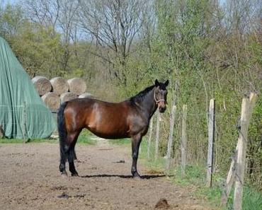 Mein Pferd, mein Schatz