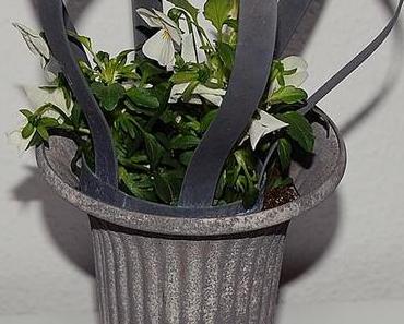 Hornveilchen / Violets