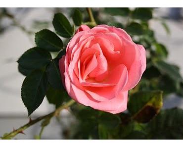 Bring Deine guten Eigenschaften zur Blüte!