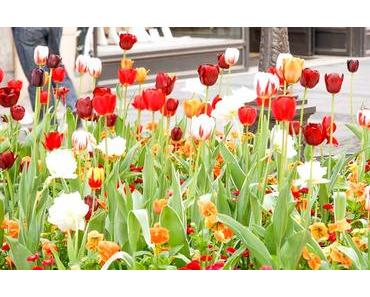 Tag der Tulpen in den USA – der amerikanische National Tulip Day