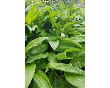 8 Wege Bärlauch haltbar zu machen