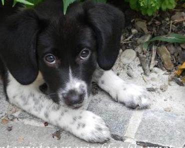 Haustiere und der Garten Teil 2: Hunde