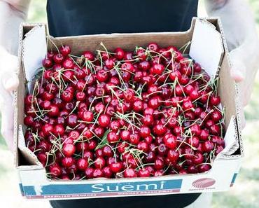 Kirschen, Kirschen, Kirschen: Ein leckerer Käsekuchen mit Bröseltopfen und Kirschen | Old Fashioned Cheesecake with Cherries
