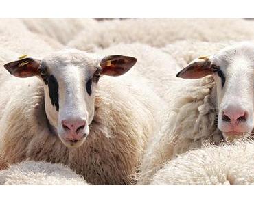 Petition für den Einsatz von Herdenschutzhunden in Deutschland!