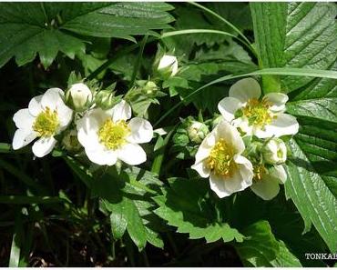 Leckerer Erdbeer-Sirup